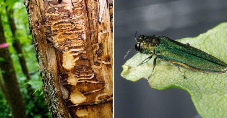 damaged tree and emerald ash borer