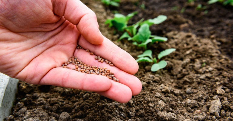 The Pennsylvania Vegetables To Direct Sow In July For A Heavy Fall Harvest
