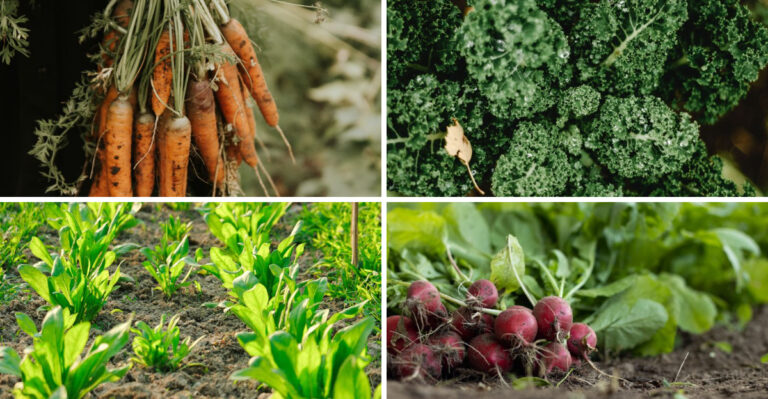 The Pennsylvania Vegetables To Direct Sow Now For A Heavy Fall Harvest