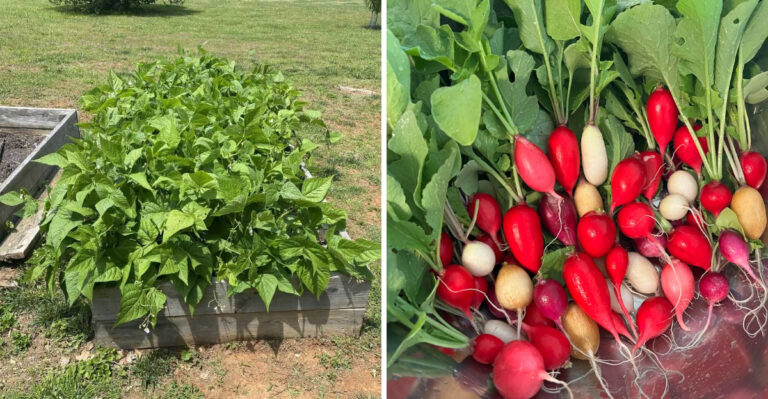 The Pennsylvania Vegetables You Can Still Plant In August For A Fall Harvest