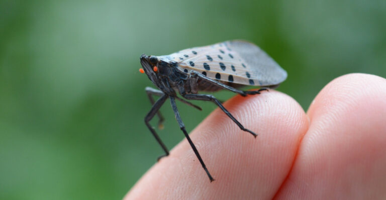 The Pennsylvania Yard Habits Making Spotted Lanternfly Problems Worse