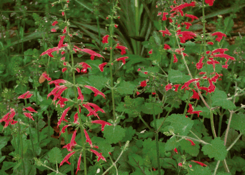 The Perennial You Need If You Want Slugs To Find Shaded Beds Less Attractive