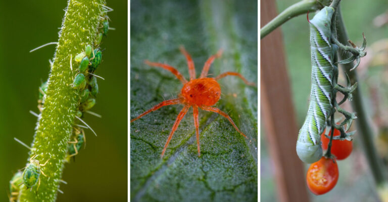 The Pest Problems Illinois Gardeners Should Handle Before Summer’s End