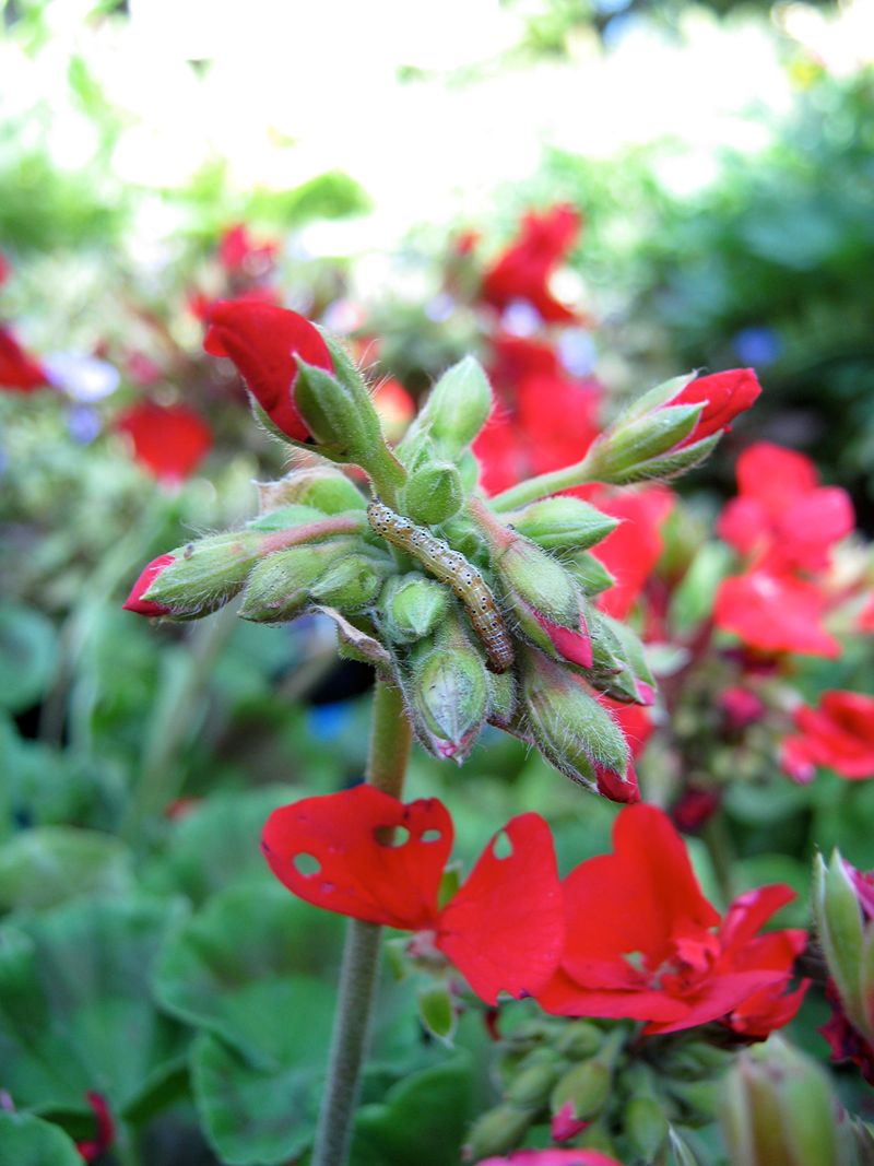 The Pest That Turns Your Geranium Buds To Mush The Pest That Turns Your Geranium Buds To Mush