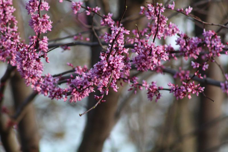 The Piedmont Region Reveals Dogwoods And Redbuds In Full Color The Piedmont Region Reveals Dogwoods And Redbuds In Full Color