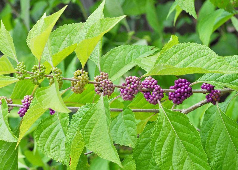The Plant Behind the Beautyberry Claim The Plant Behind the Beautyberry Claim
