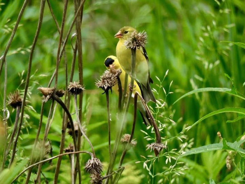The Plant Does The Work If You Leave The Seed Heads