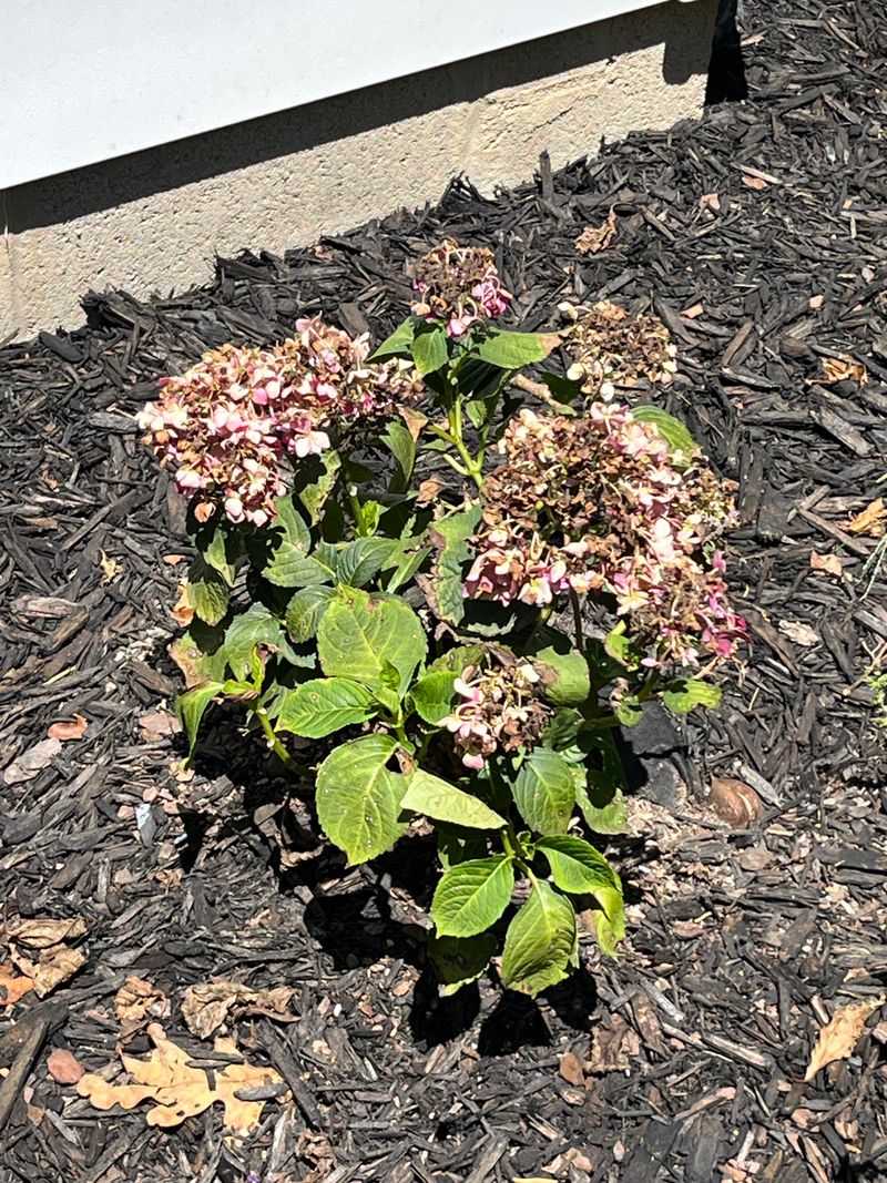 The Plant Is In Too Much Afternoon Sun For Its Type The Plant Is In Too Much Afternoon Sun For Its Type