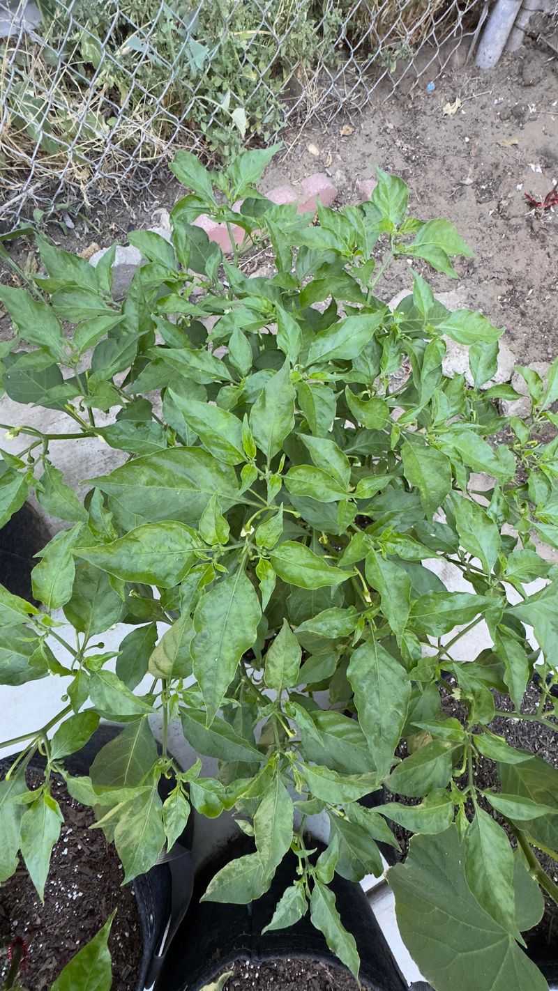 The Plant Looks Fine While Fruit Production Quietly Stalls