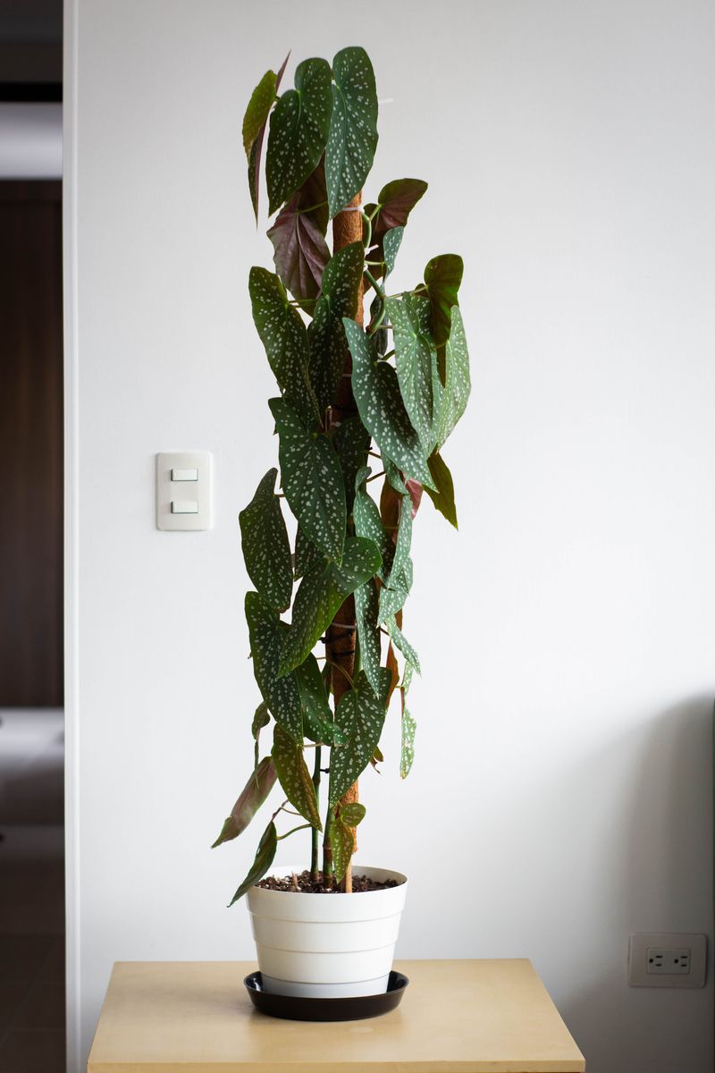 The Plant Looks Too Large For Its Container The Plant Looks Too Large For Its Container