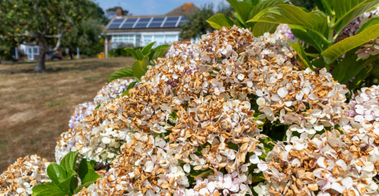 The Plant Massachusetts Gardens Struggle With Most In A Heat Wave