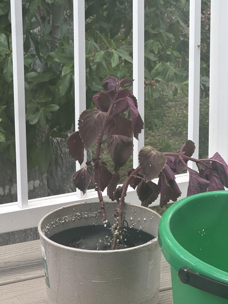 The Plant May Be Asking For A Better Balance Of Water, Sun, And Roots The Plant May Be Asking For A Better Balance Of Water, Sun, And Roots