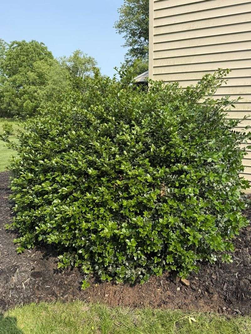 The Plant May Be Male