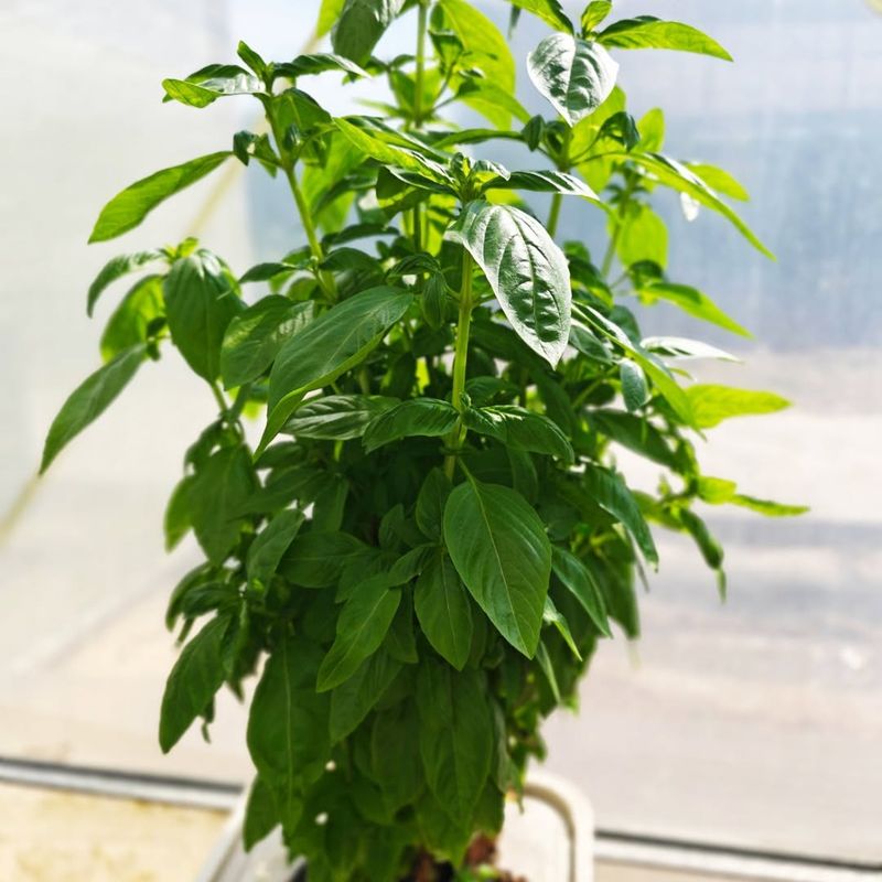 The Plant Needs More Steady Moisture Not Random Rescue Watering