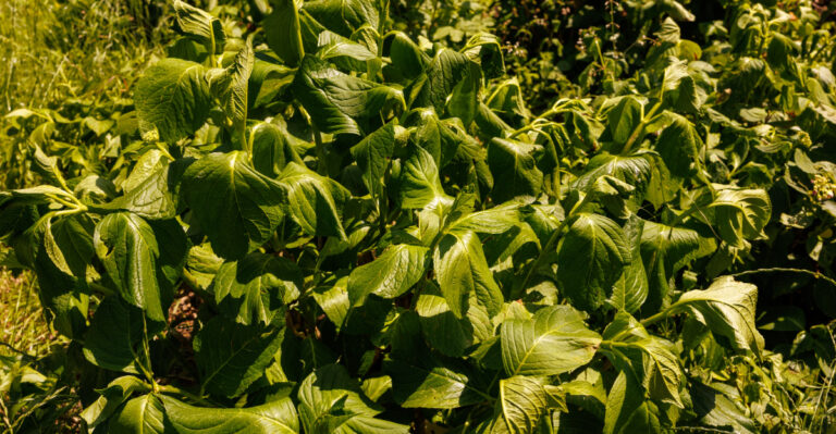 The Plant Pairing That Slowly Weakens Your Hydrangeas