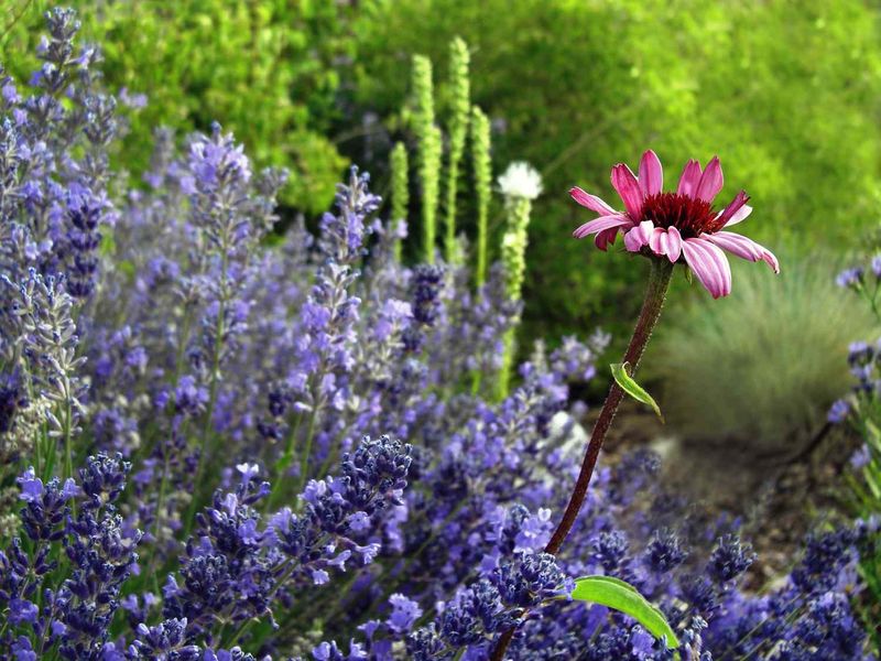 The Plant Secret Does Not Hold Up The Plant Secret Does Not Hold Up