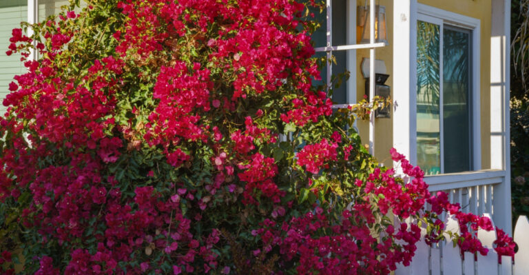 The Plants California Fire Officials Want Removed Within 5 Feet Of Every Home