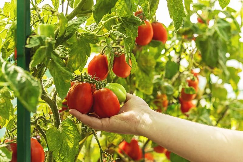 The Plants Grow Through Summer And Set Fruit As Temperatures Moderate