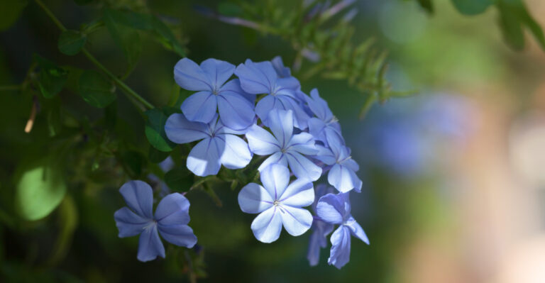 The Plumbago Mistakes California Gardeners Make That Lead To Fewer Blue Flowers