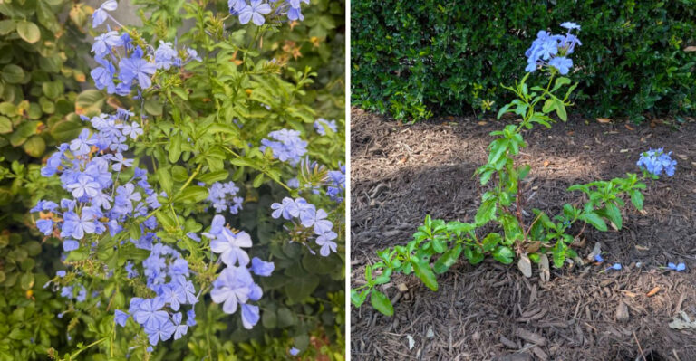 The Plumbago Mistakes Texas Gardeners Make That Lead To Fewer Blue Flowers