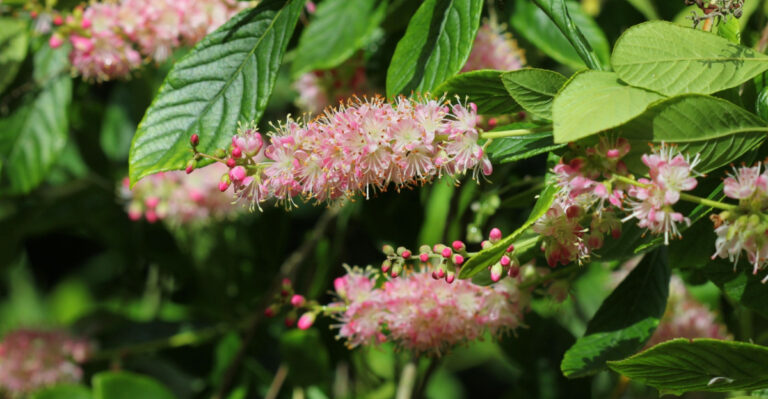 The Pocono Native Plants Every Pennsylvania Yard Should Consider Adding