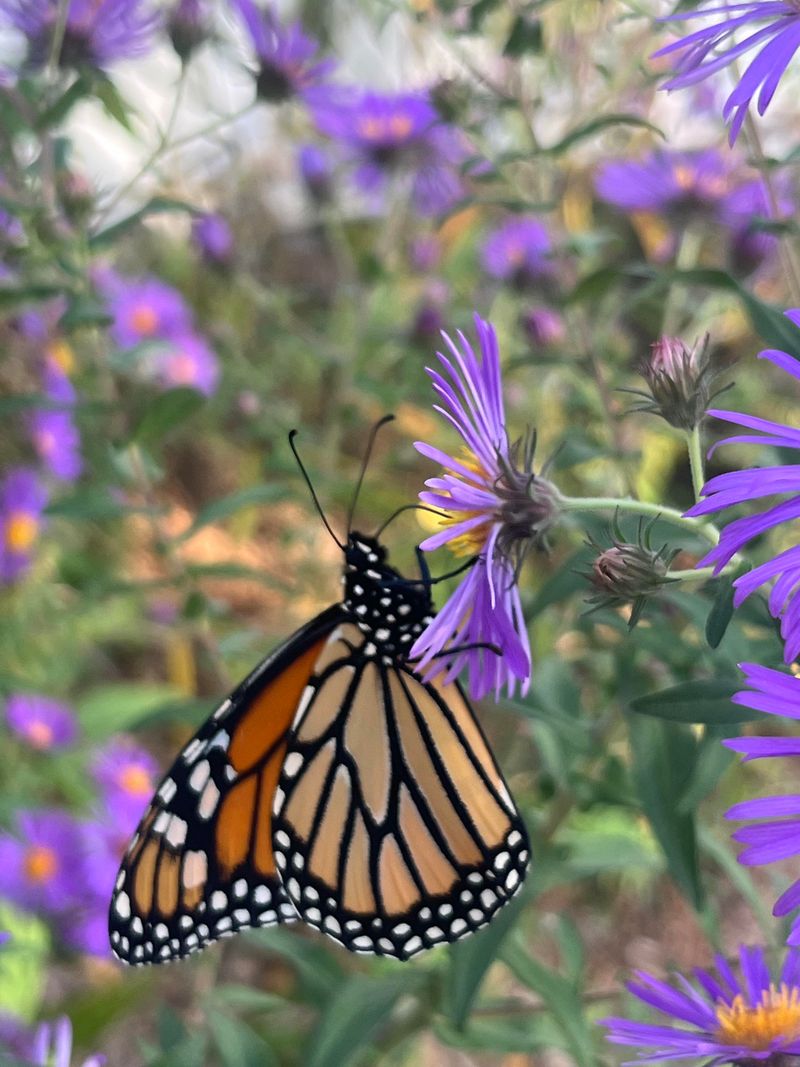 The Pollinator Value That Makes This Plant More Than Pretty