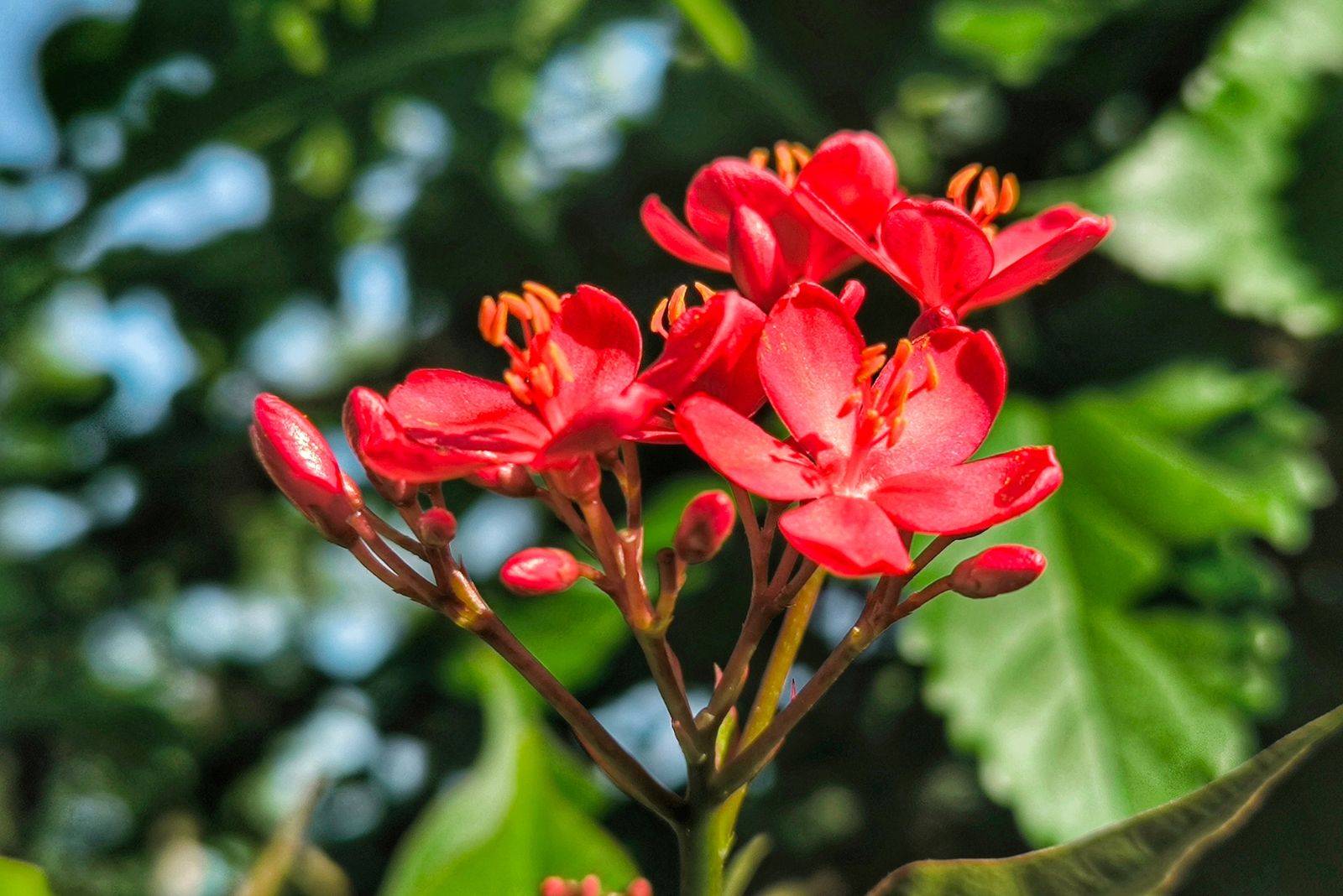 Firecracker Jatropha