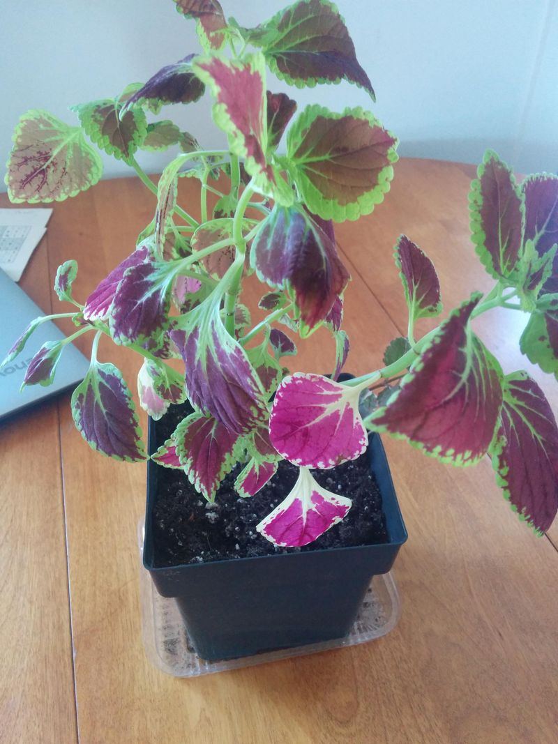 The Pot May Be Too Small For The Plant The Pot May Be Too Small For The Plant