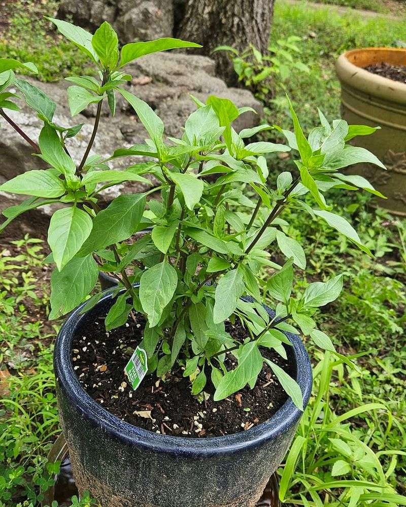 The Potting Mix Dried Again Faster Than Expected