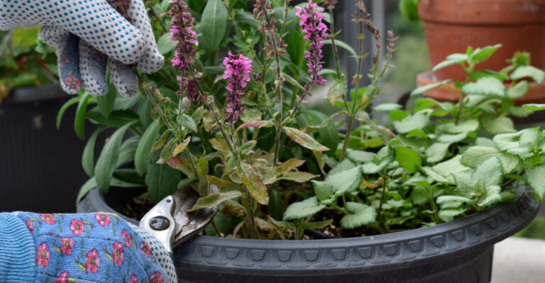 The Pro-Approved Way To Prune Salvias For More Summer Blooms In Colorado