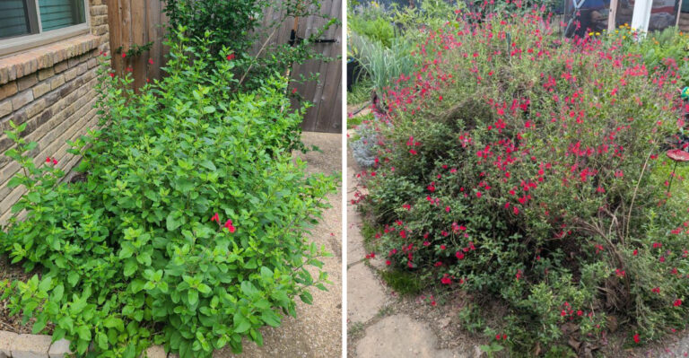 The Pruning Trick That Keeps Arizona Autumn Sage Blooming Longer