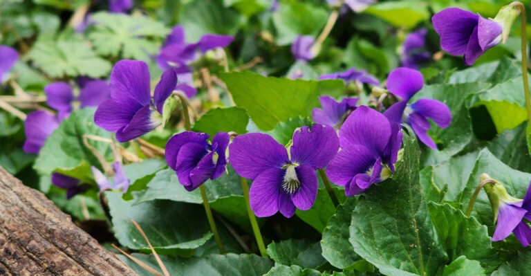 The Purple Michigan Lawn Flower Many People Pull Before Realizing Pollinators Love It