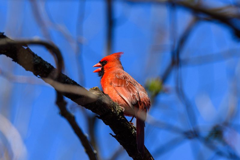 The Purpose Behind The Dawn Chorus