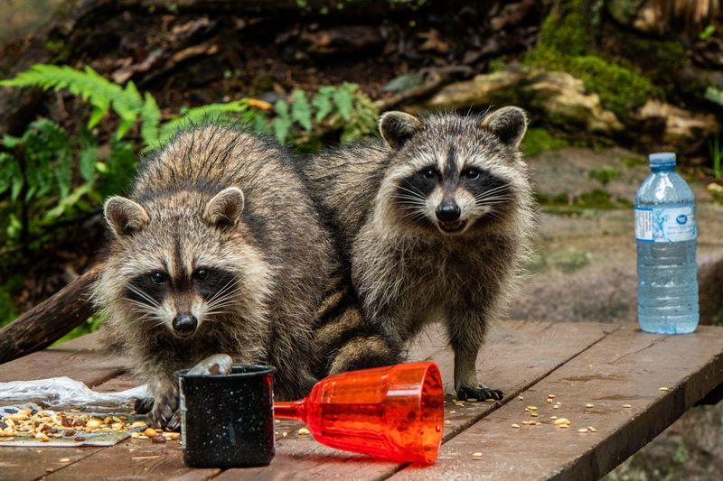 The Raccoon Has Found A Reliable Food Source The Raccoon Has Found A Reliable Food Source