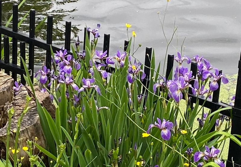 The Rain Garden Plant Pennsylvania Streets Are Adding For Stormwater Beauty The Rain Garden Plant Pennsylvania Streets Are Adding For Stormwater Beauty