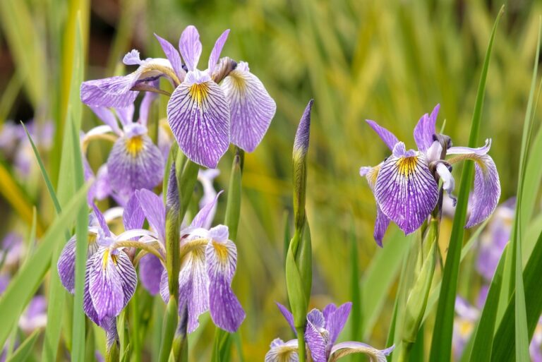 blue flag iris