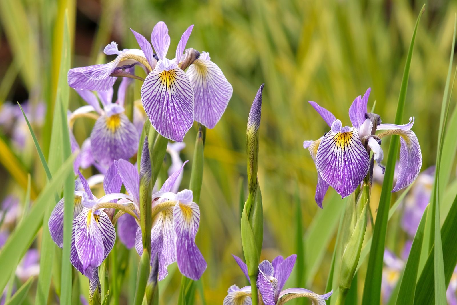 blue flag iris