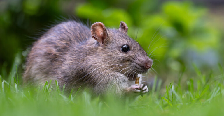 The Rat-Repelling Oregon Herbs That Also Look Beautiful Along Any Garden Path
