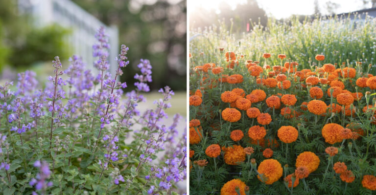 catmint and marigold