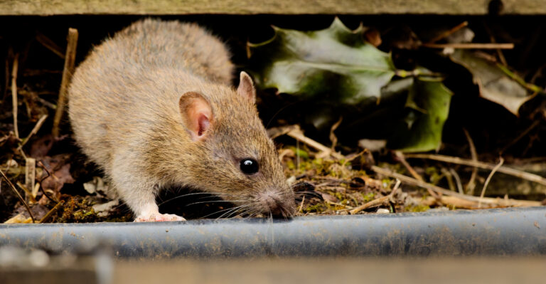 The Rat-Repelling Shrubs California Gardeners Are Planting Along Their Foundations