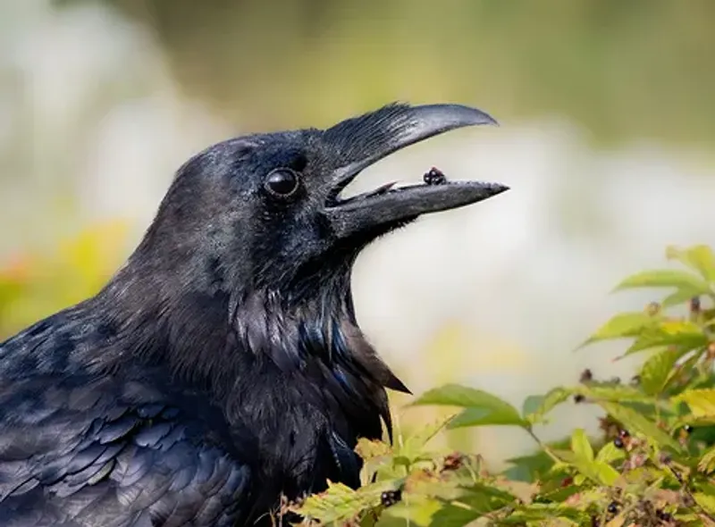 The Raven Has Probably Found Food Nearby