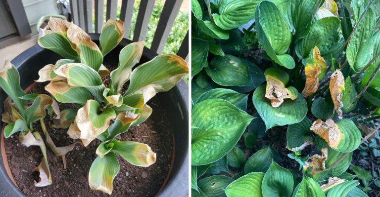 The Real Cause Of Browning Edges On Kentucky Hostas