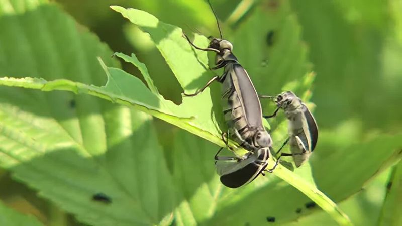 The Real Danger Blister Beetles Pose To Horses