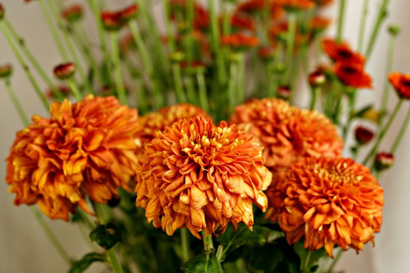 The Real Difference Between Unpinched And Pinched Mums The Real Difference Between Unpinched And Pinched Mums