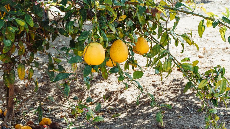 The Real Impact Of Overwatering Citrus In Arizona Heat