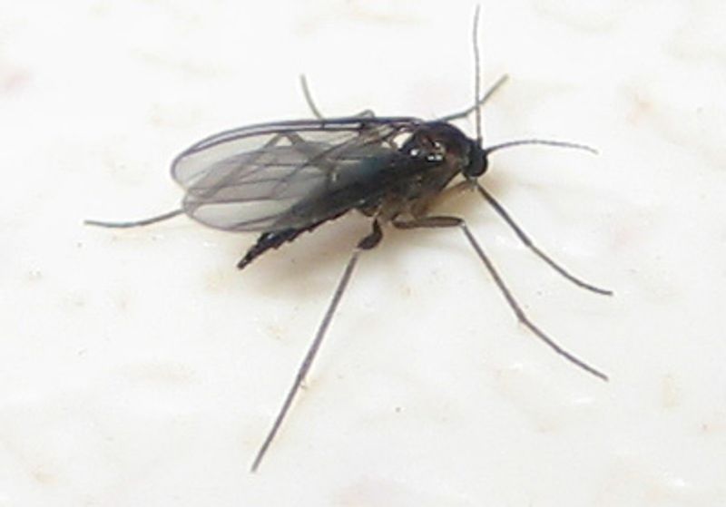 The Real Limits Of This Plant Against Gnats
