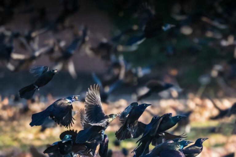 grackle flock