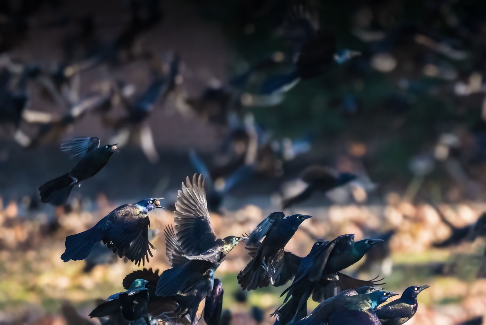 grackle flock