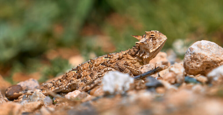 The Real Meaning Behind Spotting A Horned Lizard In Your Texas Yard