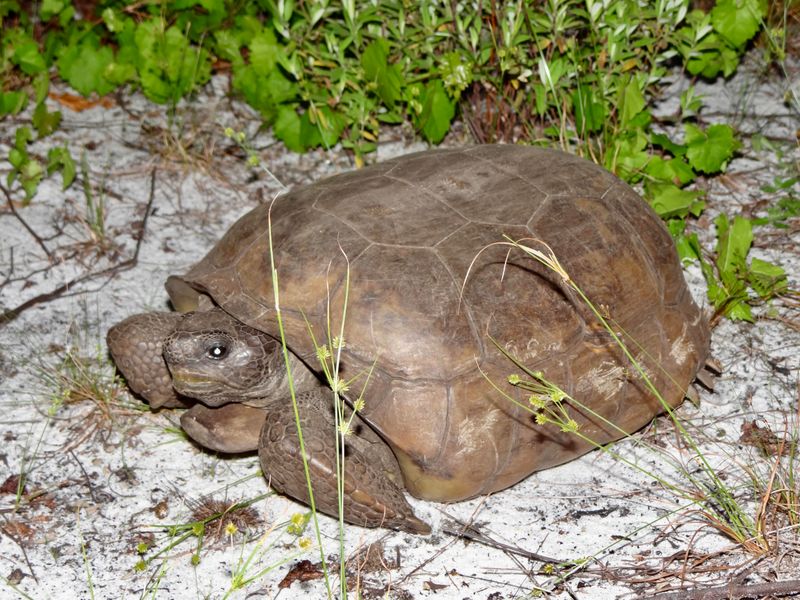 The Real Meaning Is Habitat Worth Protecting The Real Meaning Is Habitat Worth Protecting